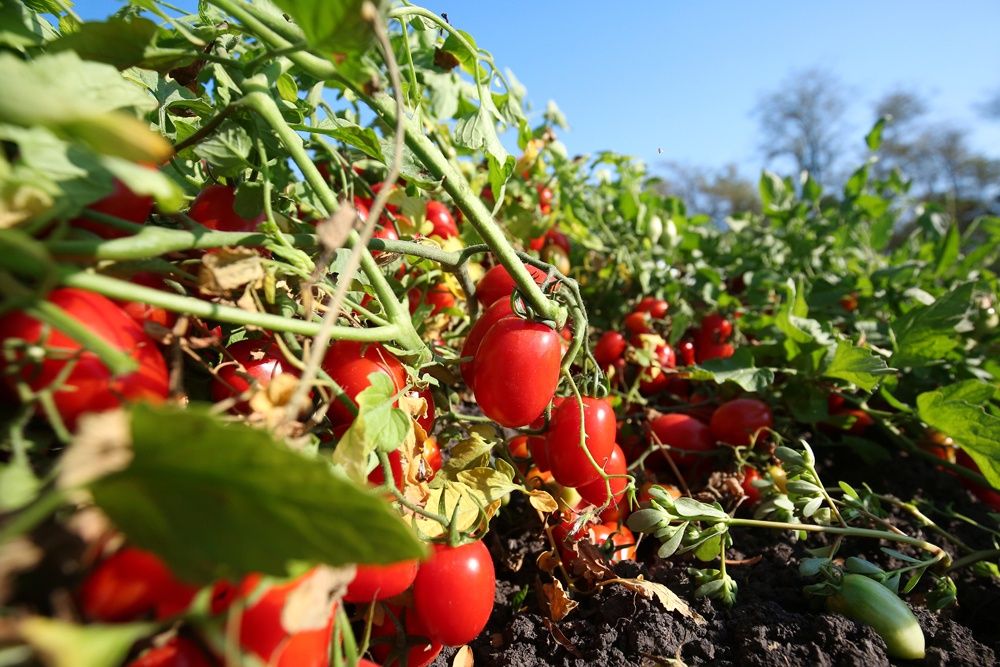 Спрос на экологически безопасные продукты стремительно растет во всем мире. Фото: Виталий Тимкив/РИА Новости