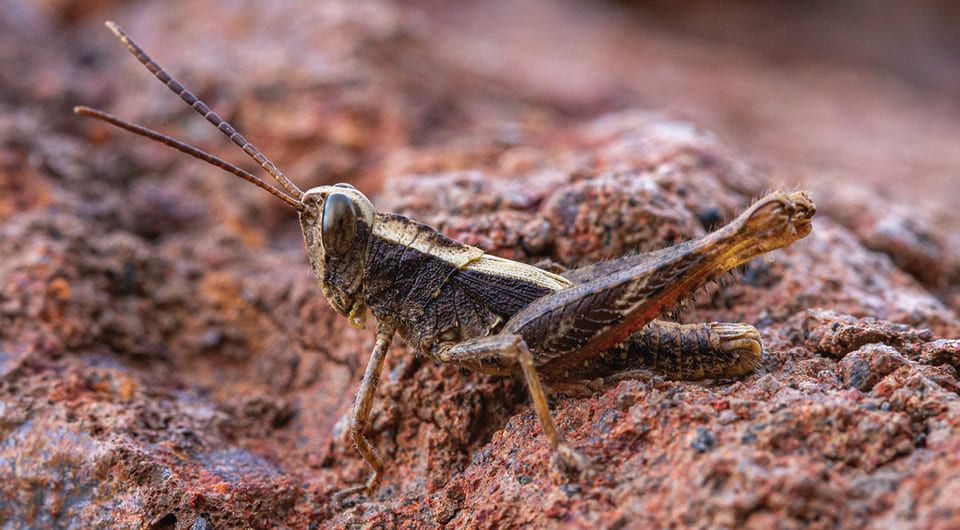 Самец кобылки Монте-Горду (Eyprepocprifas insularis). Фото: Michel Lecoq| et al. / Journal of Orthoptera Research, 2025