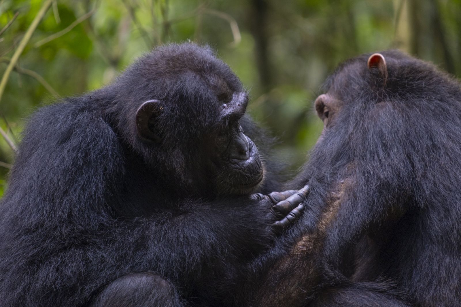 Фото: Dr. Elodie Freymann