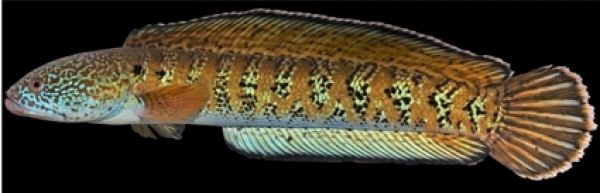 Фото: Praveenraj J. et al./ Zootaxa, 2025