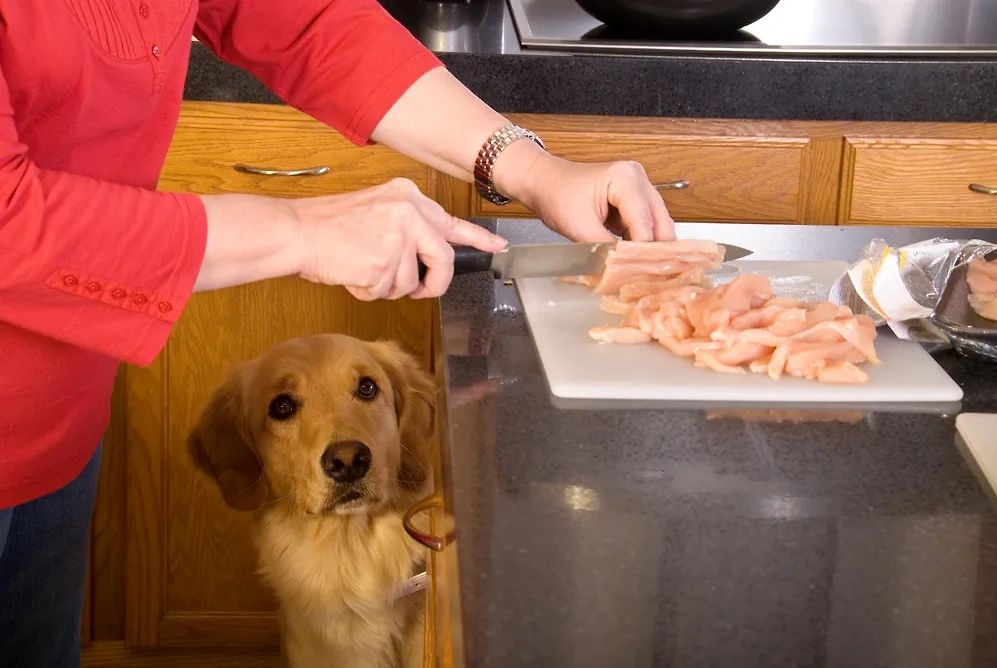 Субпродукты при должной обработке безопасны для собак. Иллюстрация: Shutterstock / FOTODOM / Sophie Louise Davis