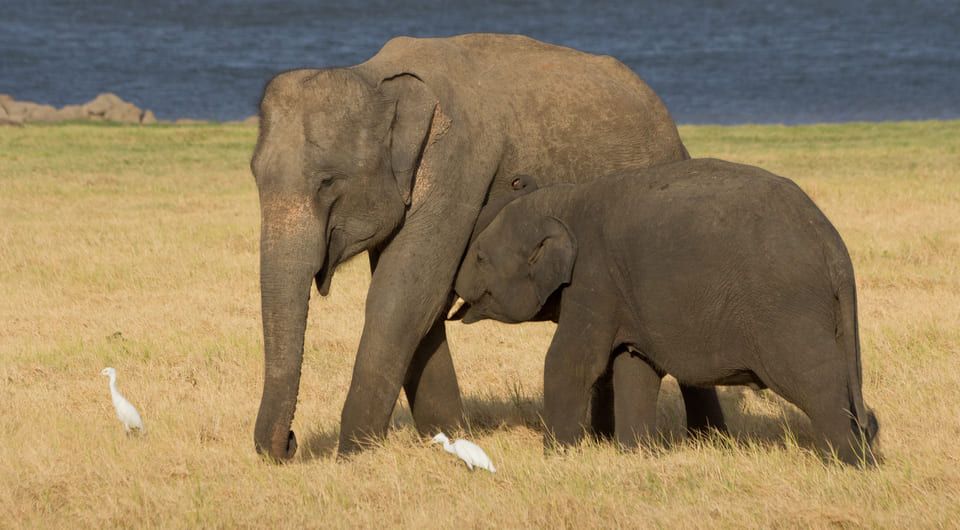 Азиатская слониха (Elephas maximus) со слоненком. Фото: Carlos Delgado / Wikimedia Commons / CC BY-SA 4.0