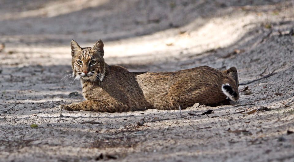 Рыжая рысь (Lynx rufus). Фото: Craig ONeal / Wikimedia Commons / CC BY 2.0
