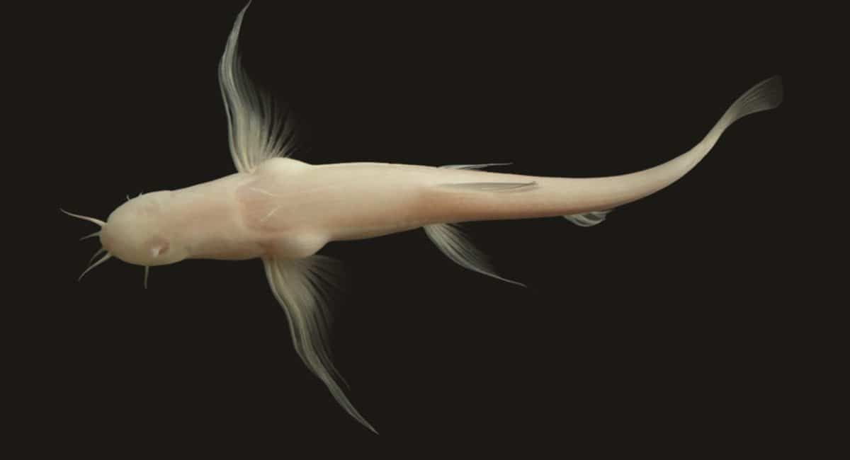 Живой экземпляр новой рыбы Triplophysa yangi, вид снизу. Фото: Zoological Journal of the Linnean Society, Jianhan Cao et al.