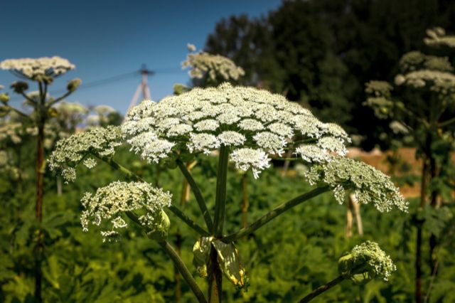 Борщевик. Фото: shutterstock.com