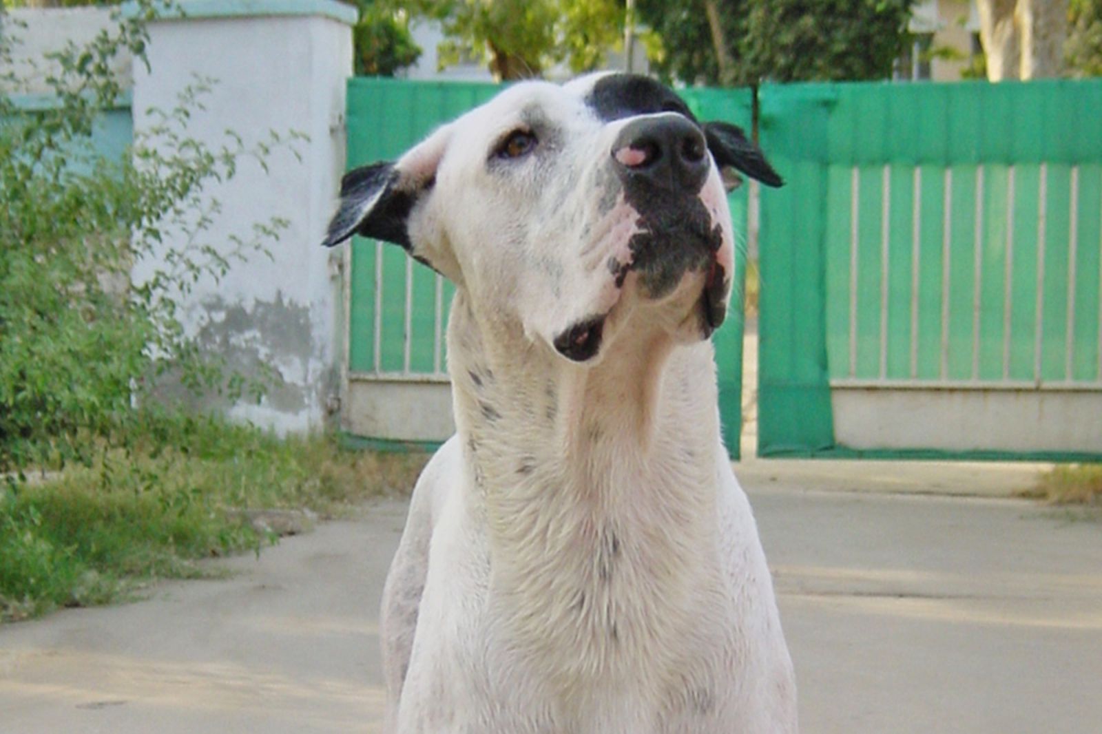 Гуль-донг. Фото: Stephany Ruso/wikimedia.org