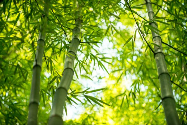 Фото: Shutterstock/FOTODOM