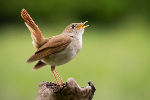 Соловей обыкновенный. Фото: Shutterstock/FOTODOM