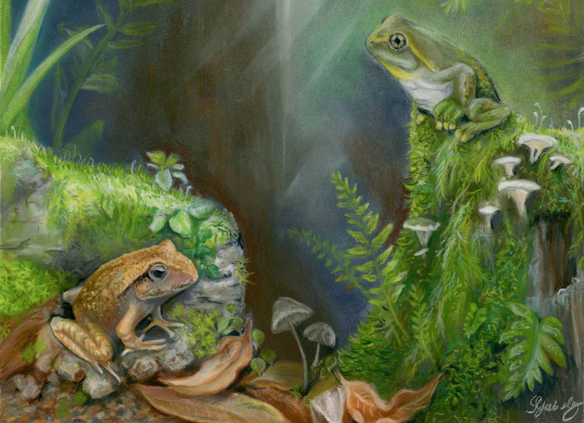 Художественная реконструкция Litoria tylerantiqua (справа) и ранее описанного вида Platyplectrum casca (слева) из Мергона, юго-восточный Квинсленд. Иллюстрация: Samantha Yabsley