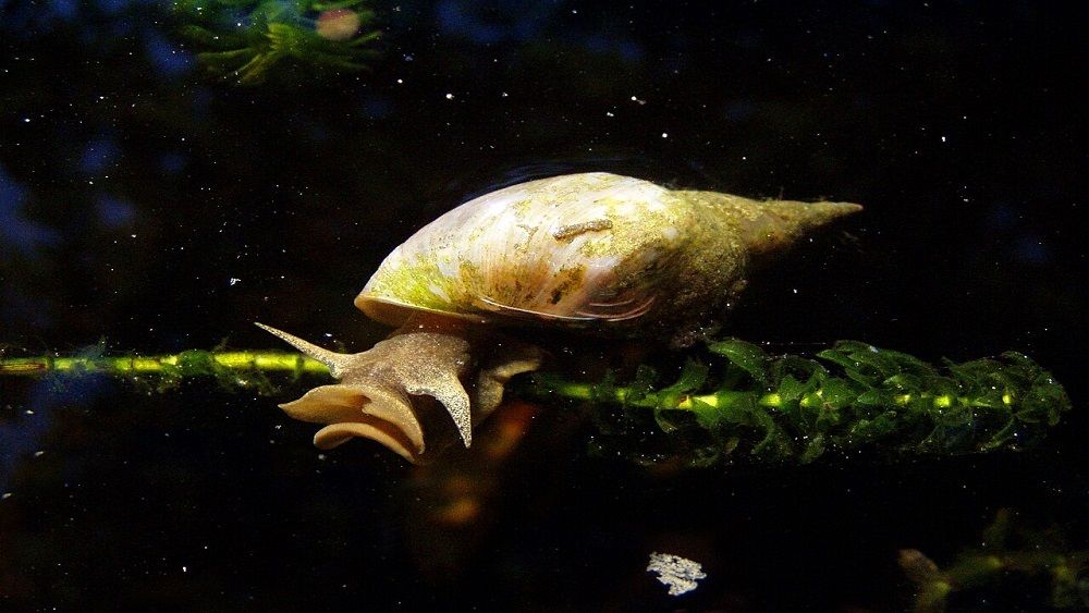 Фото: Public Domain, commons.wikimedia.org