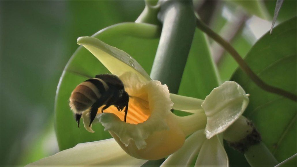 Опоясанная орхидейная пчела (Eulaema cingulata) опыляет цветок ванили помпонной (Vanilla pompona). Фото: Charlotte Watteyn