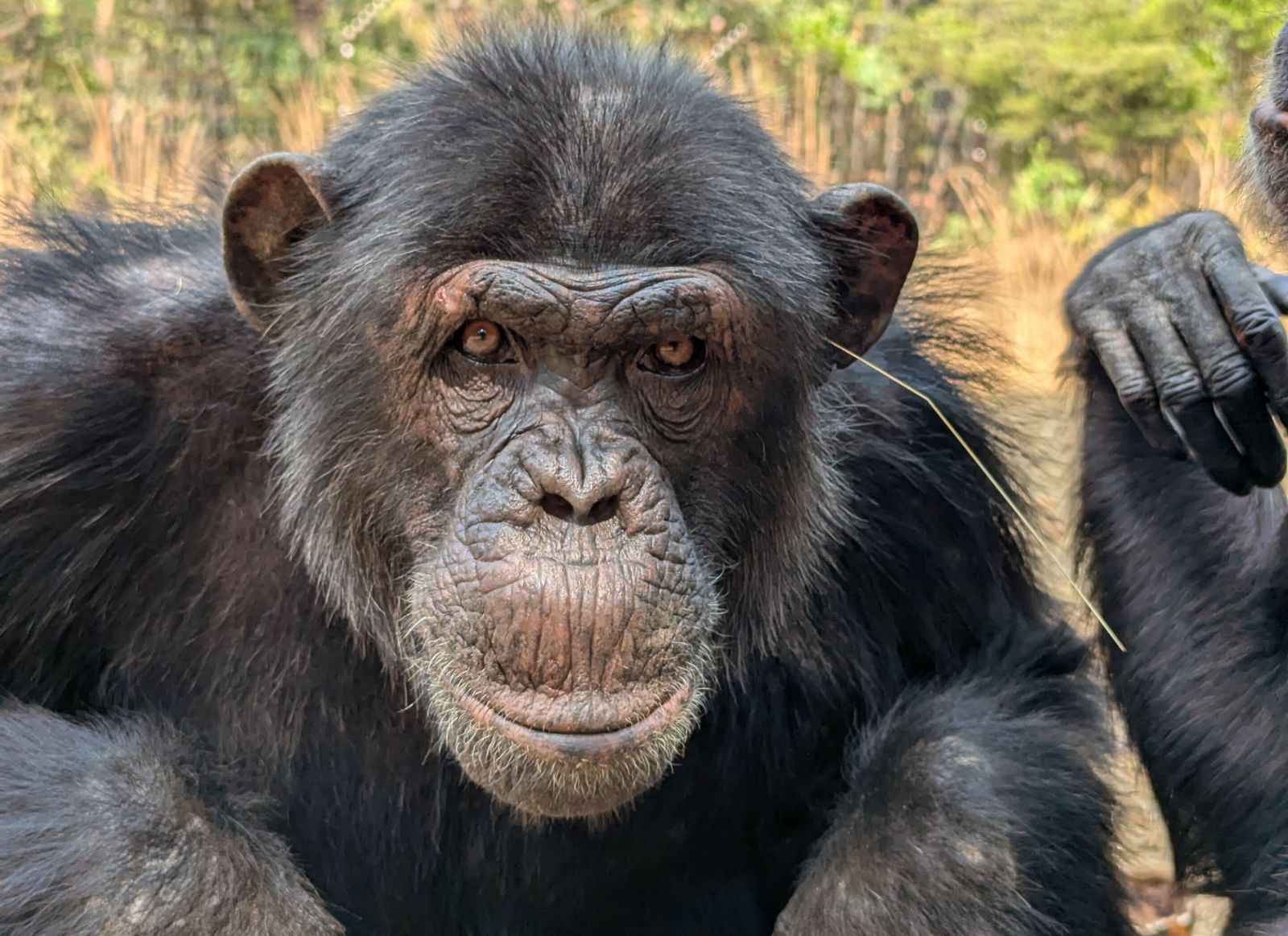 Фото: Jake Brooker/Chimfunshi Wildlife Orphanage Trust