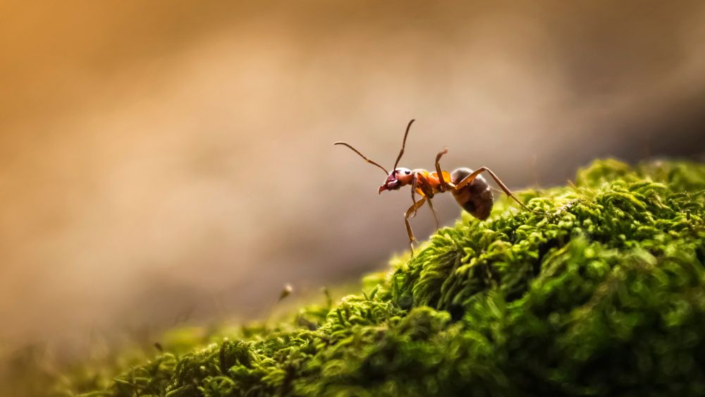Фото: Sergei Loginov/Shutterstock/FOTODOM
