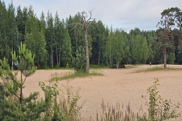 Белая гора - уникальная природная территория, которую благоустройство может испортить. Фото: Ольга Гуго / «Российская газета»