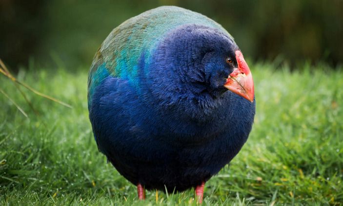 Фото: Douglas Thorne / biographic.com