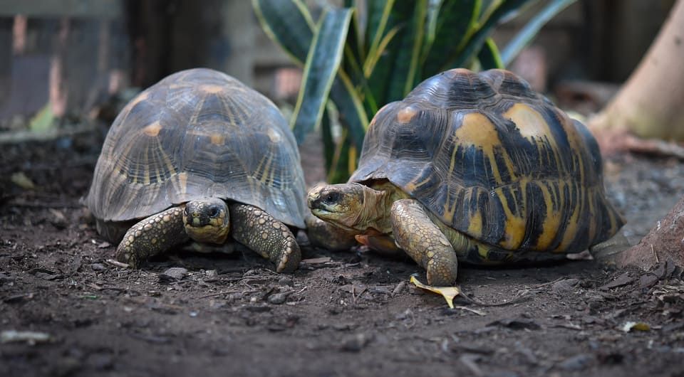 Лучистые черепахи (Astrochelys radiata) Футбол и Бёрт из Честерского зоопарка. Фото: Chester Zoo