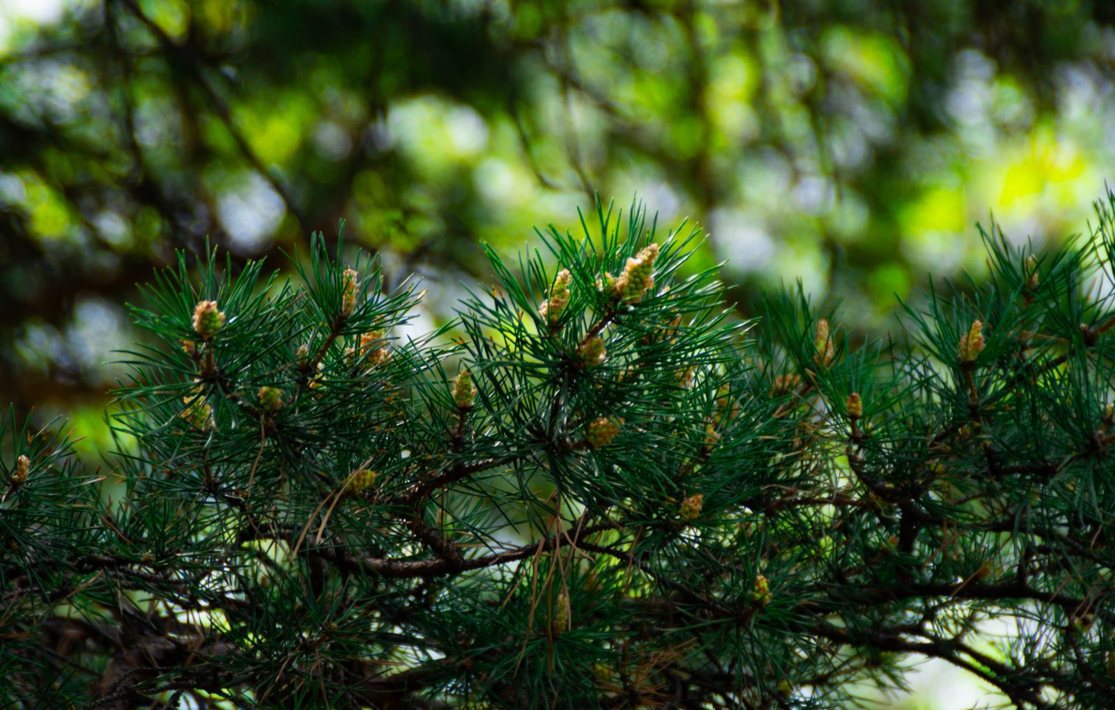 Иллюстрация: Nikkoss0027/ Shutterstock/ FOTODOM