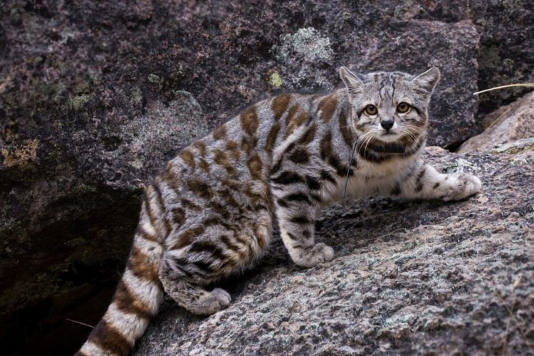 Фото: focusingonwildlife.com