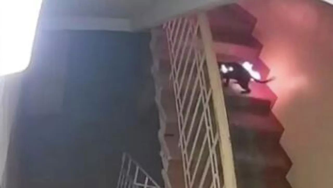 Кадр из видео с камеры видеонаблюдения