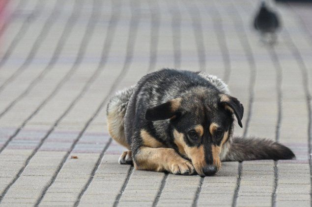 Фото: Рамиль Ситдиков/ РИА Новости