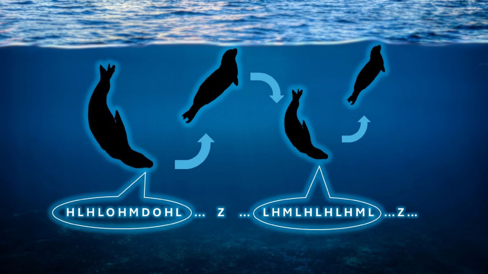 Самец морского леопарда поёт под водой, затем всплывает подышать («Z»), повторяя цикл часами, после чего последовательность звуков преобразуется в символьный код.