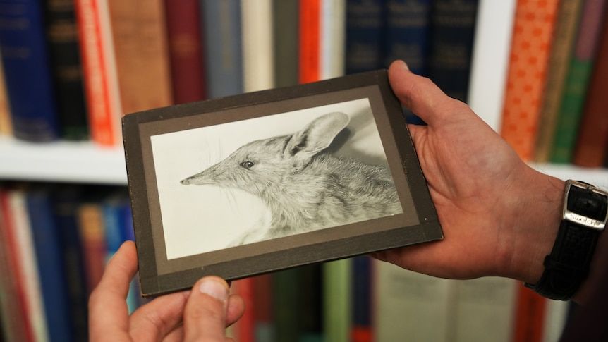 Одна из двух единственных известных фотографий живого бабочкового бандикута. Фото: University of Melbourne