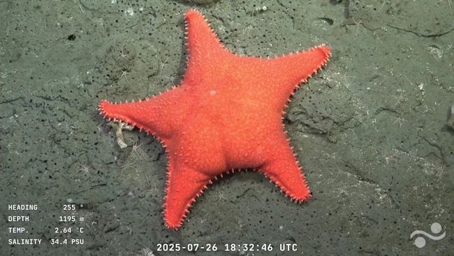 Морская звезда рода Hippasteria. Фото: CONICET / Schmidt Ocean Institute