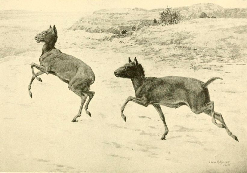 Рисунок Чарльза Найта из книги W. B. Scott, 1913. A History of Land Mammals In The Western Hemisphere.