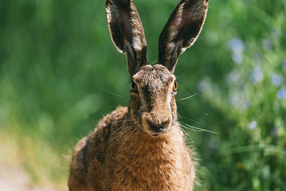 Дикий заяц. Фото: iStock