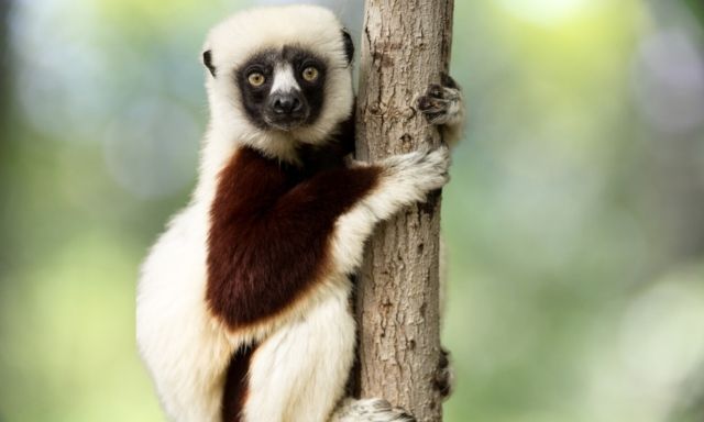 Сифаки. Фото: Shutterstock/FOTODOM