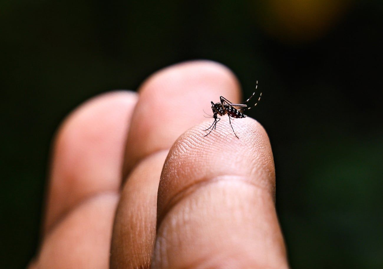 Лихорадка денге, вирусная болезнь, распространяемая комарами Aedes. Фото: Majority World/Universal Images Group/Getty Images