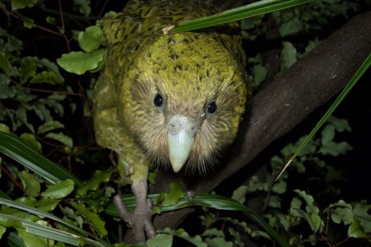 Взрослая самка какапо. Фото: Andrew Digby/New Zealand Department of Conservation