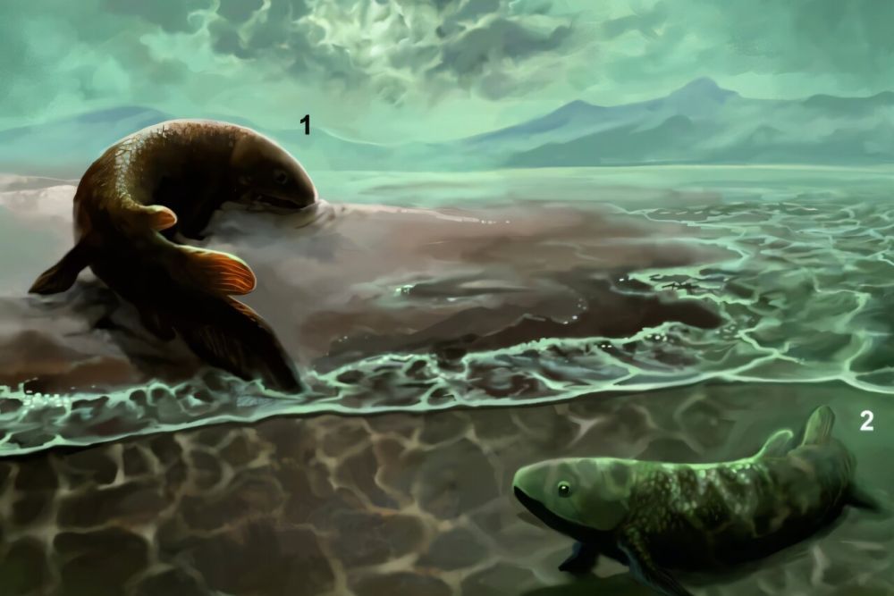 Реконструкция: 1 — Reptanichnus acutori, 2 — Broomichnium ujazdensis. Иллюстрация: Jakub Zalewski. Scientific Reports (2025). DOI: 10.1038/s41598-025-14541-8