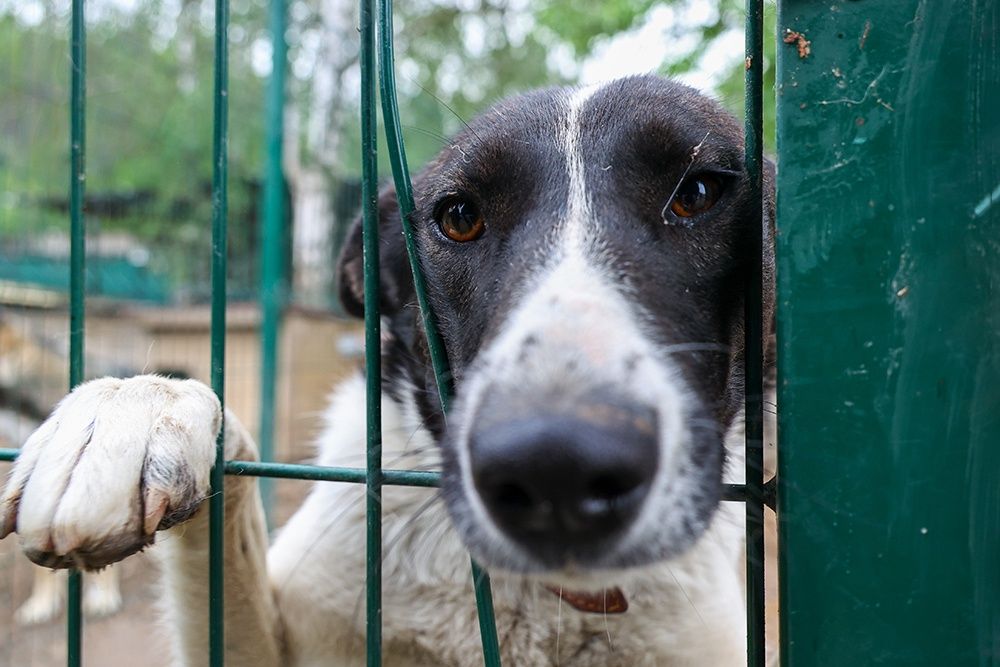 Закон не ограничивает число собак на участках, но хозяева должны соблюдать санитарные нормы. Фото: Сергей Петров / NEWS.ru / ТАСС