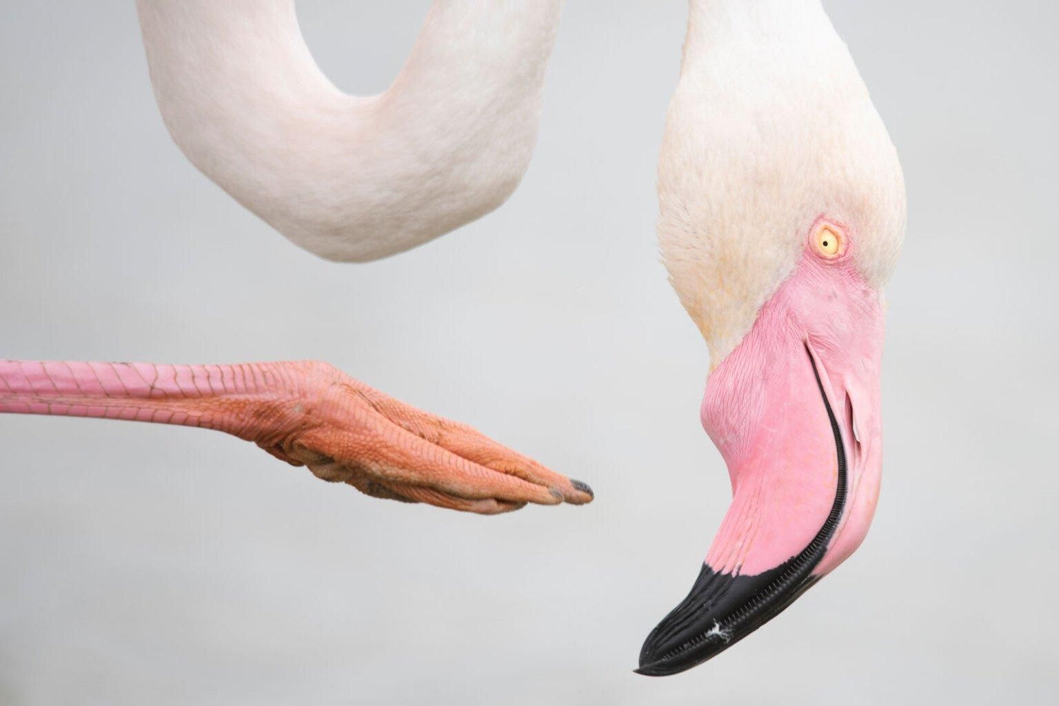 Фото: Leana Kuster / WPOTY 2025