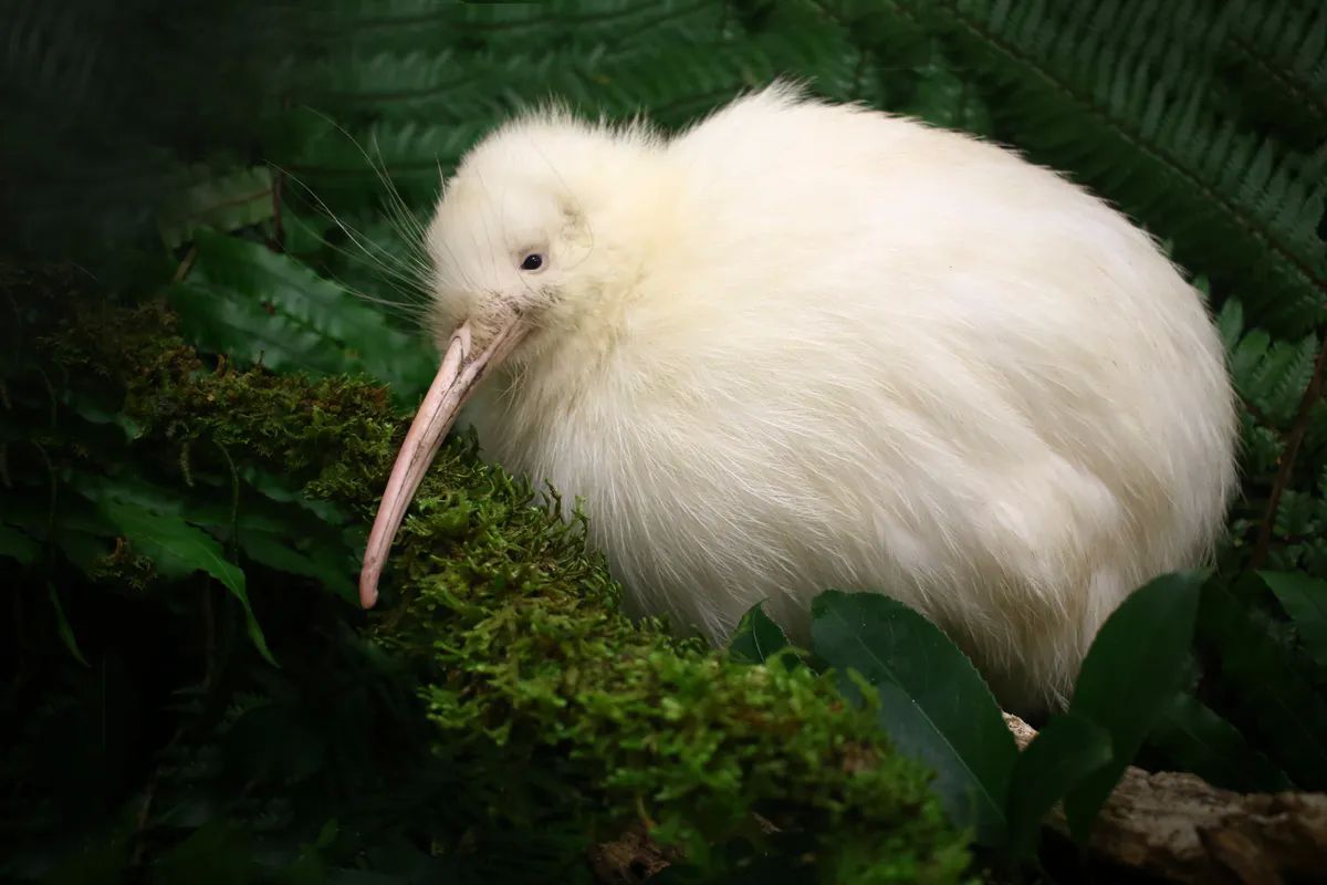 Фото: Tara Swan - Pukaha National Wildlife Centre