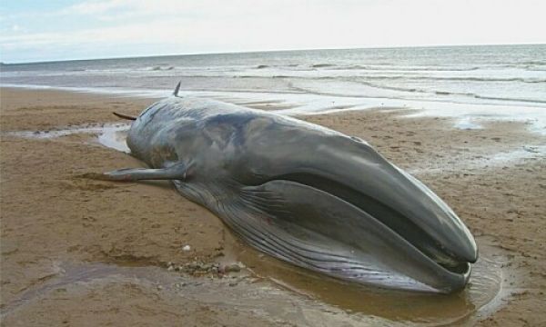 Иллюстрация: focusingonwildlife.com
