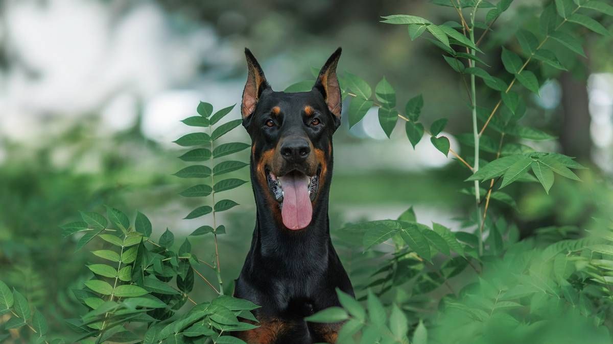 Иллюстрация: Shutterstock