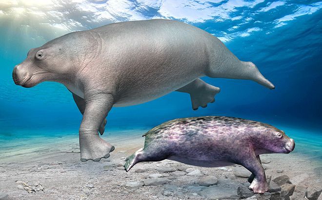 Реконструкция Neoparadoxia (сверху слева) и Paleoparadoxia (снизу справа). Иллюстрация: Тацуя Синмура / Музей палеонтологии Ashoro