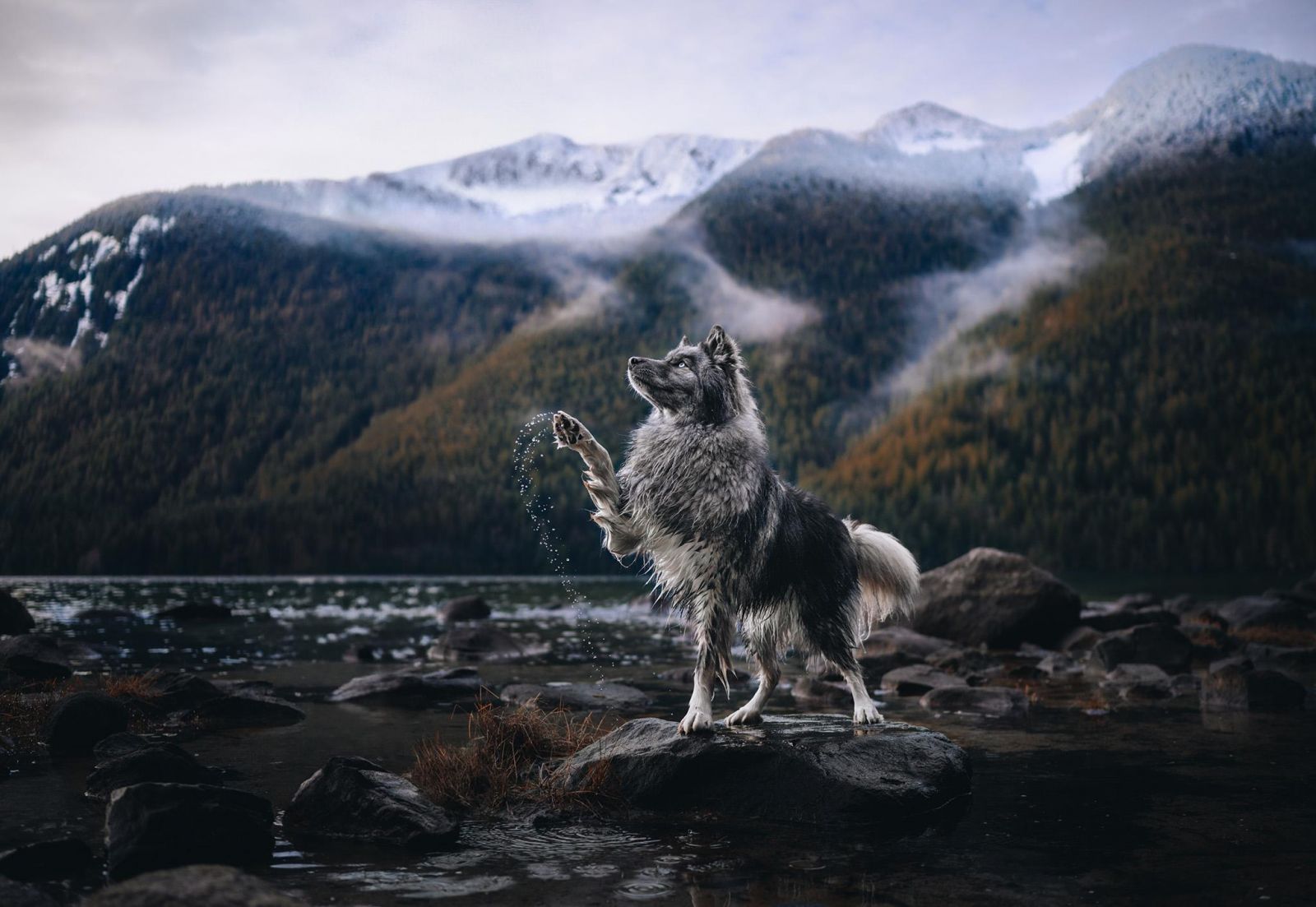 Фото: Andrea Wafler / Pet Photography Awards 2025