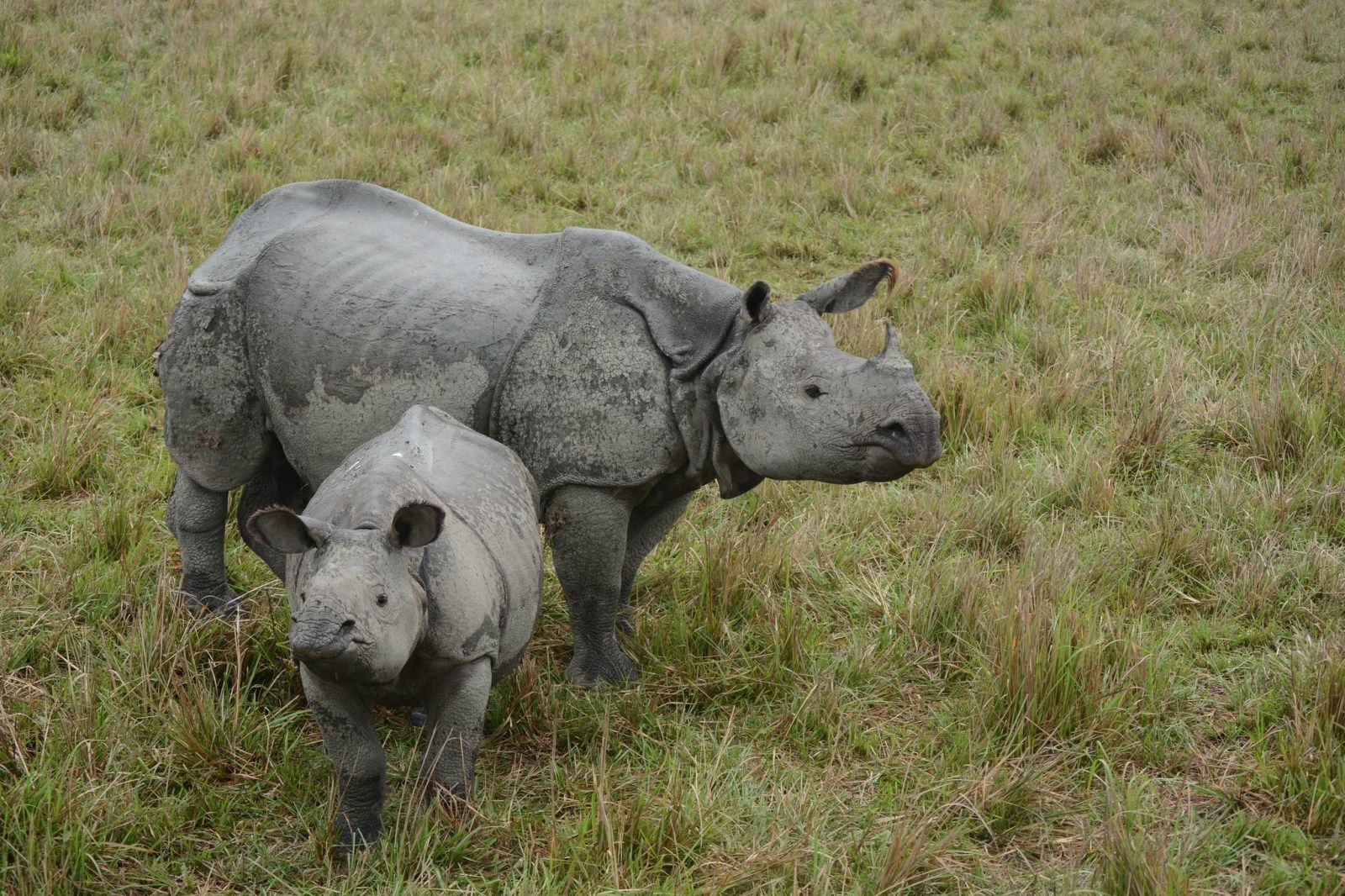 Фото: Rohit Girotra via iNaturalist (CC BY-NC 4.0)