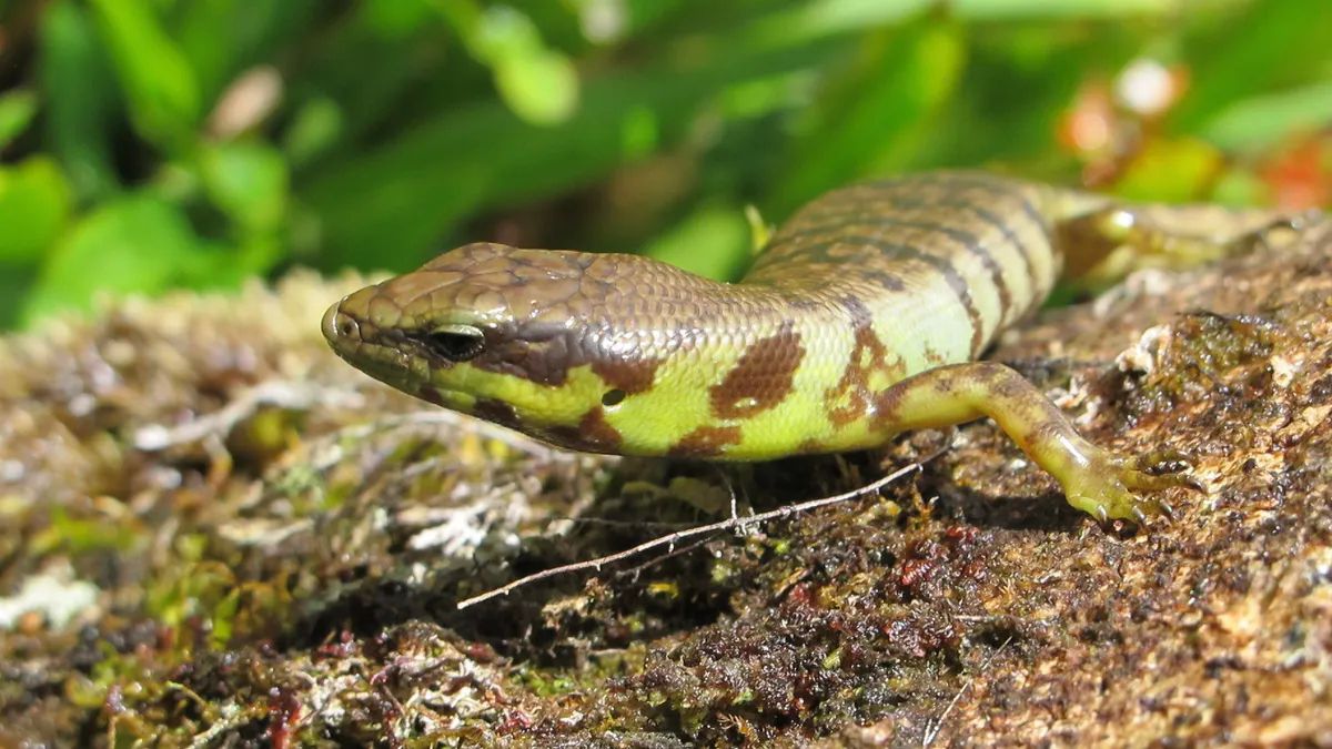 Фото: Donna Belder via iNaturalist (CC BY 4.0)