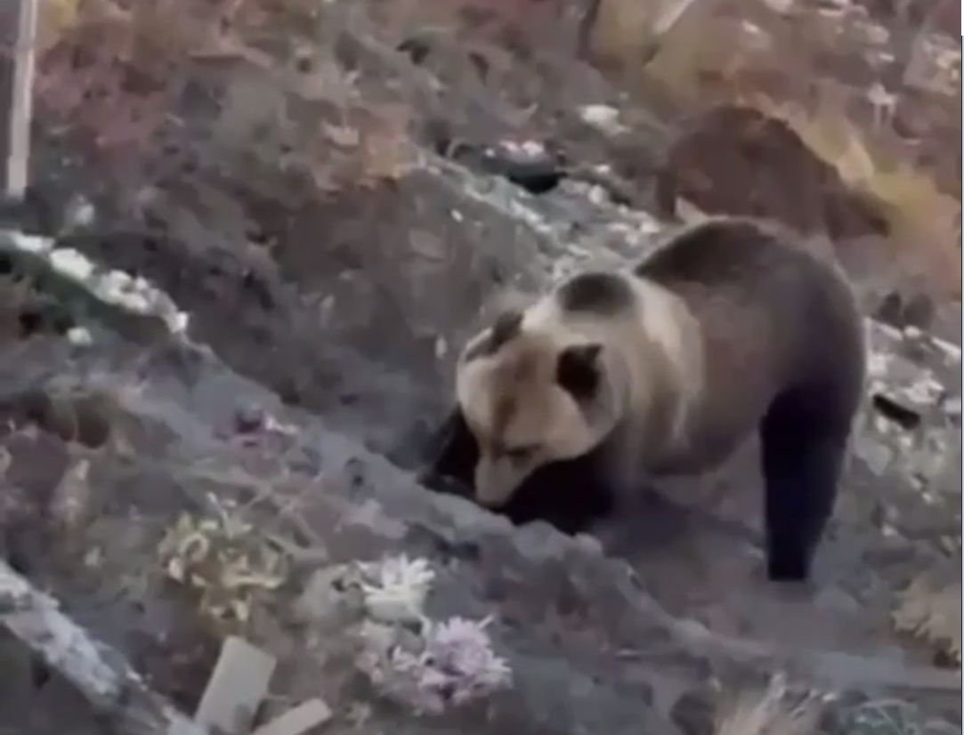 Кадр из видео