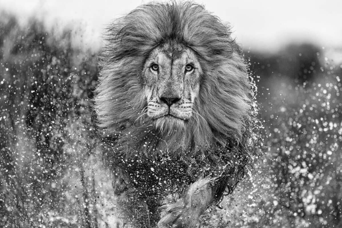 Лев. Фото: David Yarrow