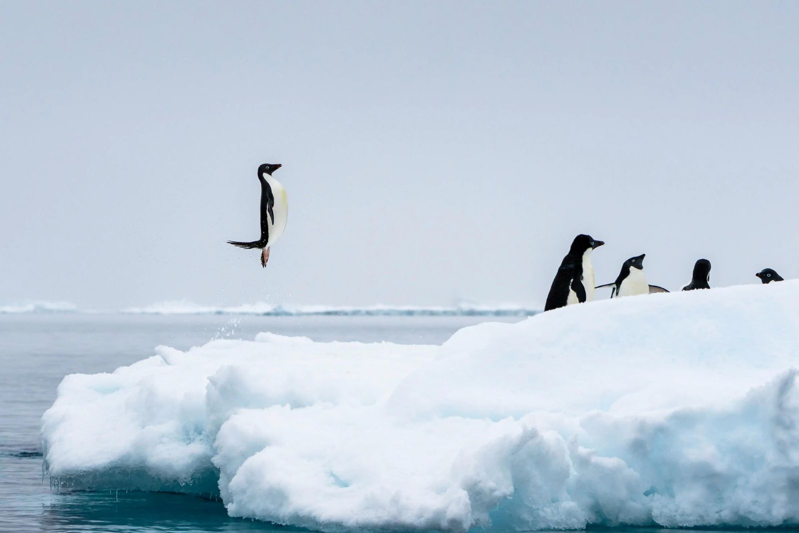 Прыжок победителя. Фото: Mat Bell