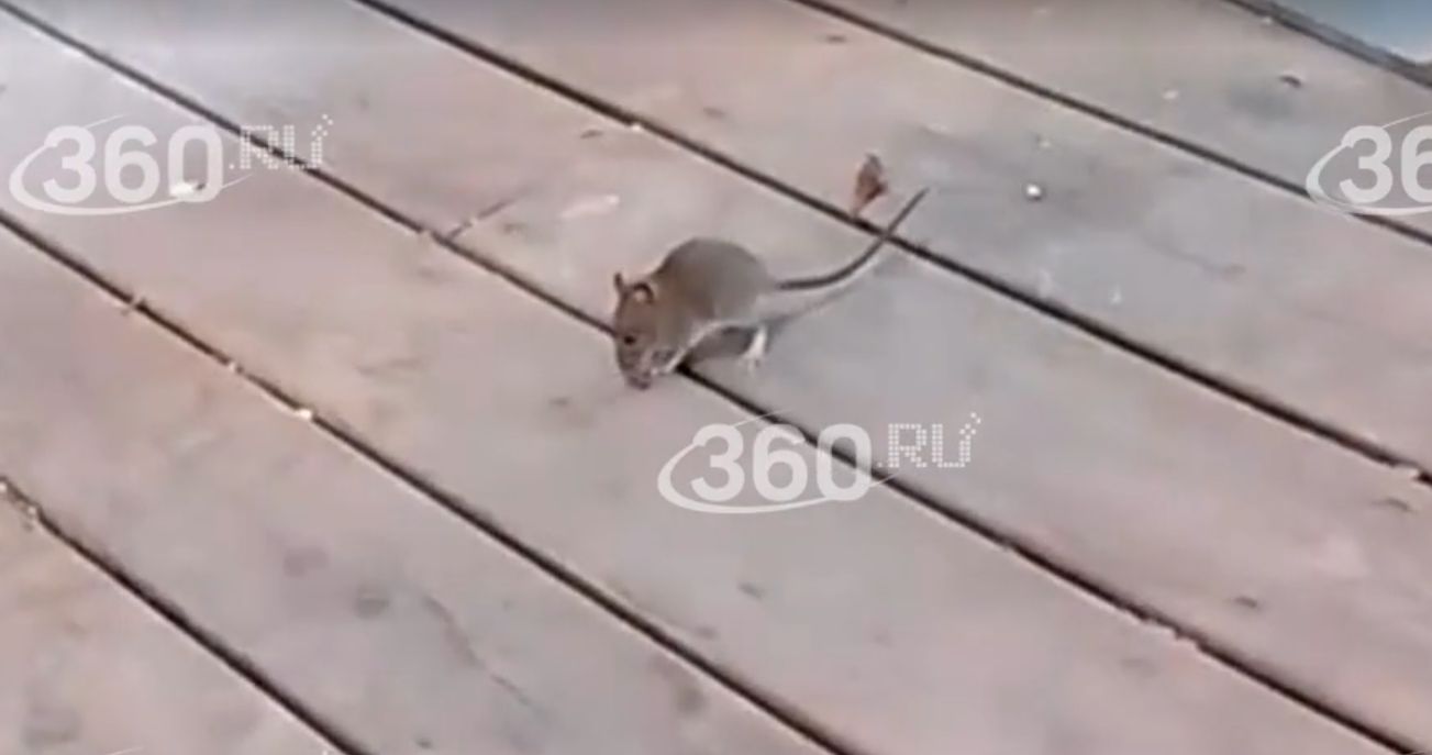 Кадр из видео 360.ru