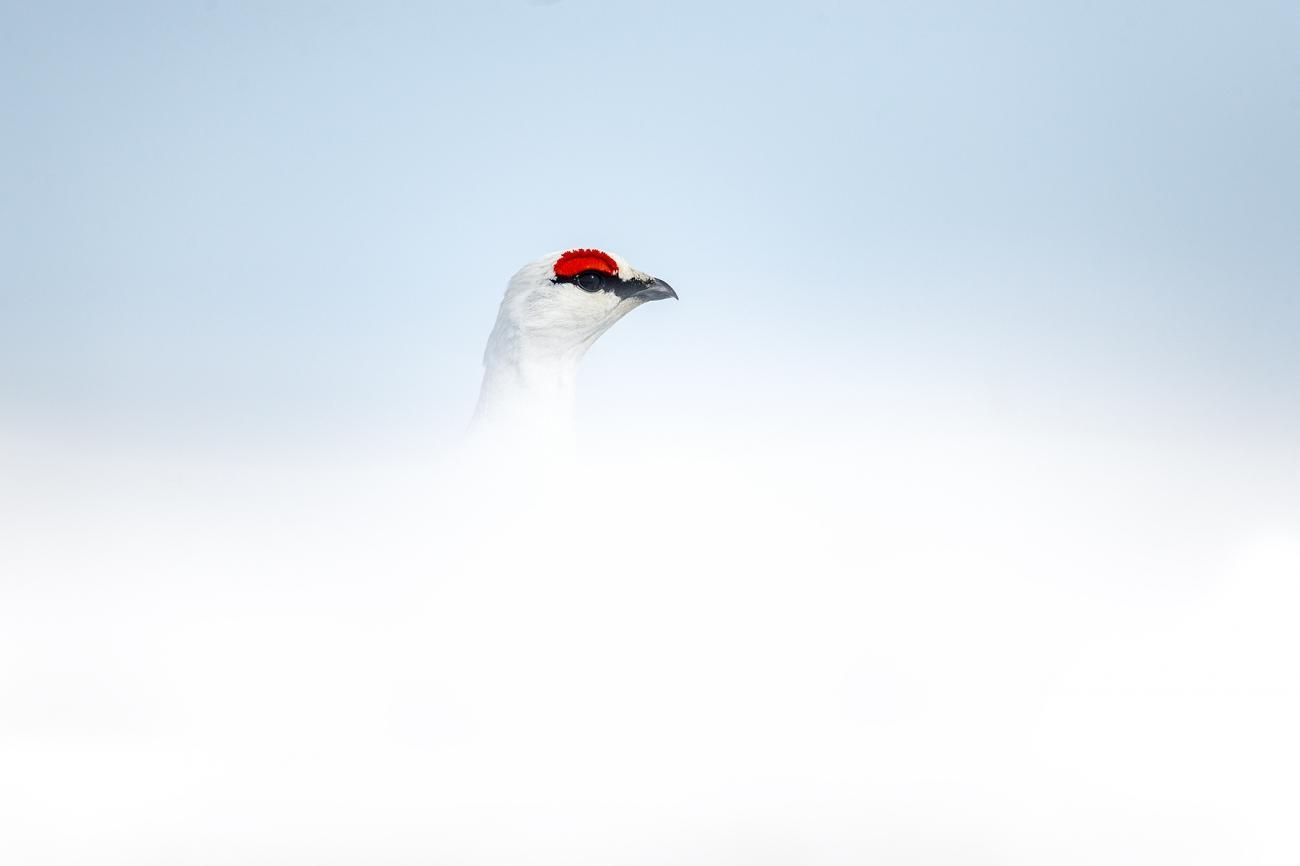 Фото: Sergey Gorshkov