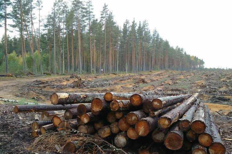 Заботу о природе предлагают поручить лесозаготовителям. Фото: Игорь Самохвалов / Парламентская газета.