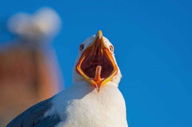Иллюстрация: Shutterstock/FOTODOM