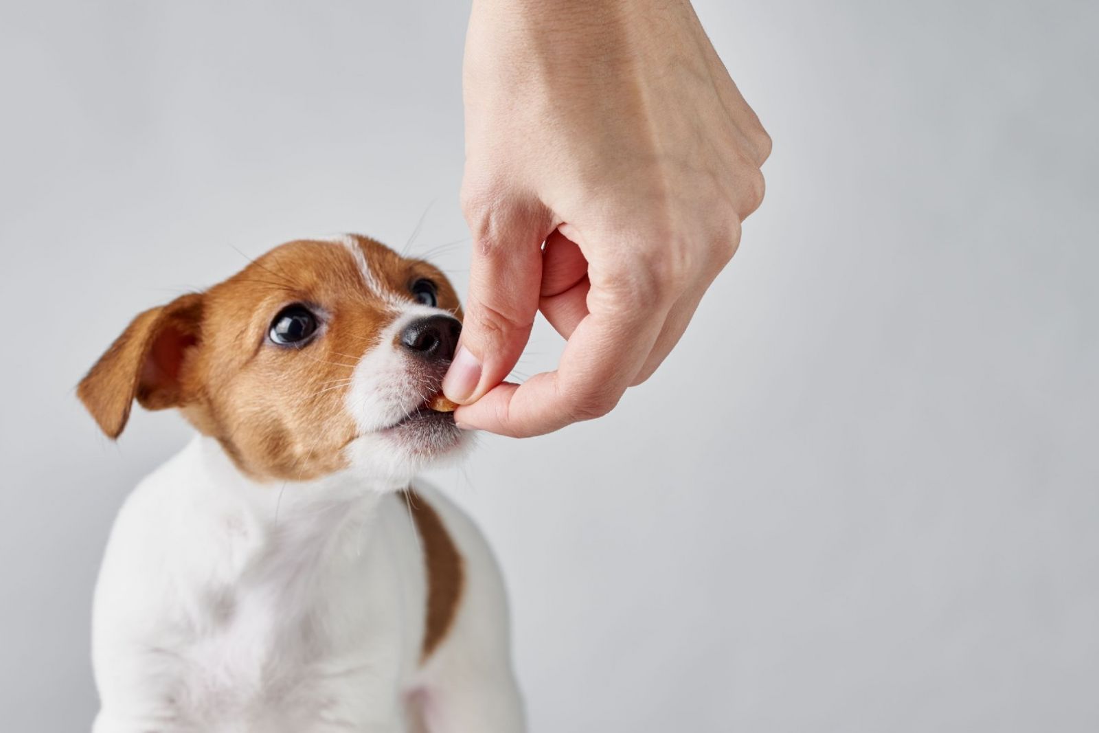 Фото: iStock/Lazy_Bear
